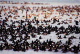 Coots draw together (foreground) in the waters of the Merritt Island National Wildlife Refuge, which shares a boundary with Kennedy Space Center. They are often seen in the Indian River and Banana Creek swimming together in large groups such as these. Other birds, mainly ducks, swim nearby.