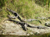 -- Young alligators share grassy space beside a body of water on KSC. The Center shares a boundary with the Merritt Island National Wildlife Refuge, which harbors nearly 5,000 American alligators. Some of those gators can be seen in the canals and ponds around KSC. The refuge is also habitat for more than 310 species of birds, 25 mammals, 117 fishes and 65 amphibians and reptiles.