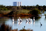 A group of white pelicans spend a few moments relaxing in the water near the Vehicle Assembly Building at Kennedy Space Center.