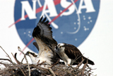 A pair of breeding ospreys share a nest constructed on a speaker pole in the lower parking lot of the KSC Press Site. Eggs have been sighted in the nest. The NASA logo in the background is painted on an outer wall of the 525-foot-tall Vehicle Assembly Building nearby.