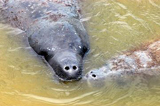 Looking more like an alien than a mammal, an adult manatee (left) nuzzles its baby (right) in the water at the mouth of Banana Creek on Kennedy Space Center. Manatees live in Florida's warm-water rivers and inland springs.