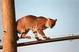 A young, male bobcat balances gingerly on telephone pole cables next to the south-bound lane of Kennedy Parkway. The cat is nocturnal and is seldom observed during the day unless scared from its daytime shelter in the grass or beneath a shrub.