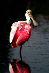 A roseate spoonbill balancing on one leg is reflected in the waters of the Merritt Island National Wildlife Refuge, which shares a boundary with Kennedy Space Center. The birds, named for their brilliant pink color and paddle-shaped bill, feed in shallow water by swinging their bill back and forth, scooping up small fish and crustaceans.