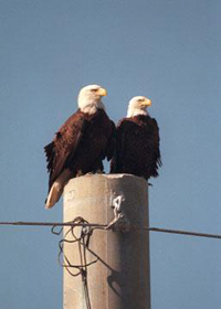 Two of the Southern Bald Eagles which live at KSC