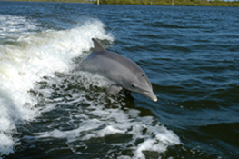 Dolphin surfing boat wake, Banana River