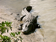 Alligator on Banana River, near KSC