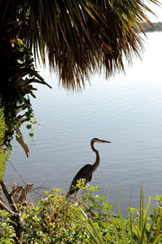 Great Blue Heron at KSC